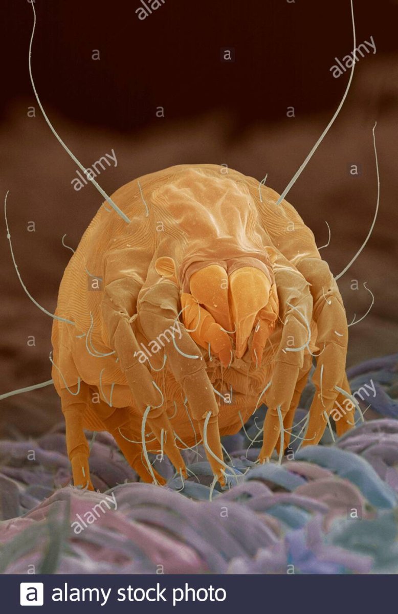 Яйца постельных клопов