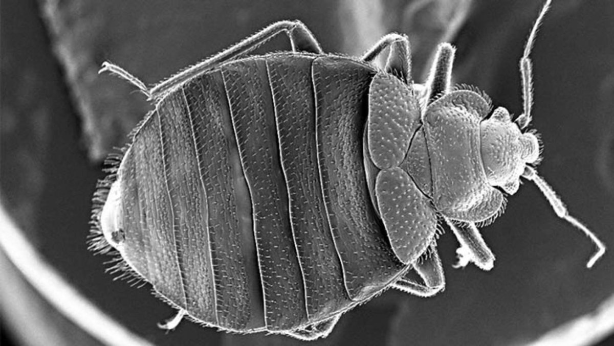 Постельный клоп под микроскопом