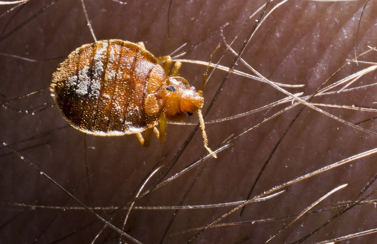 Шапка для канала ютуб с клопами