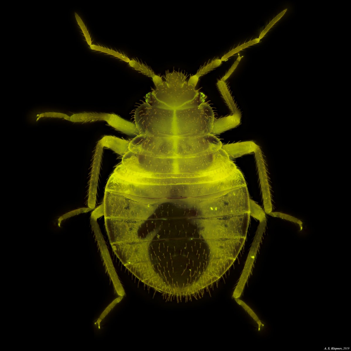 Постельный клоп под микроскопом