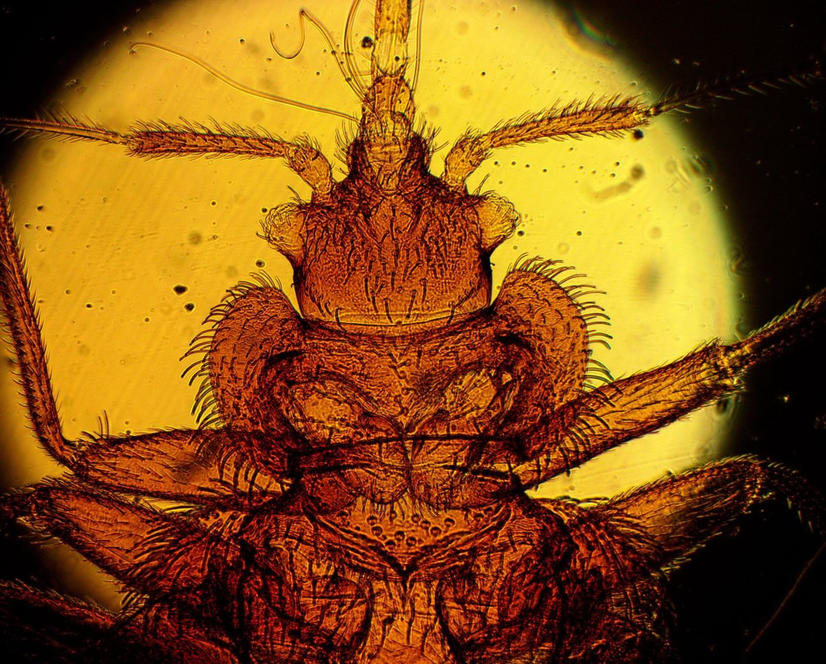 Постельный клоп микроскоп