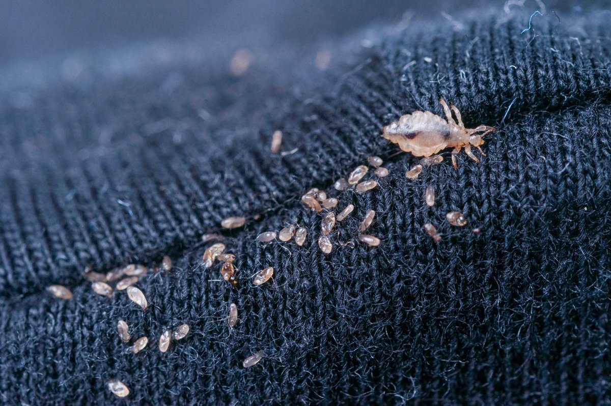 Постельный клоп (Cimex lectularius)