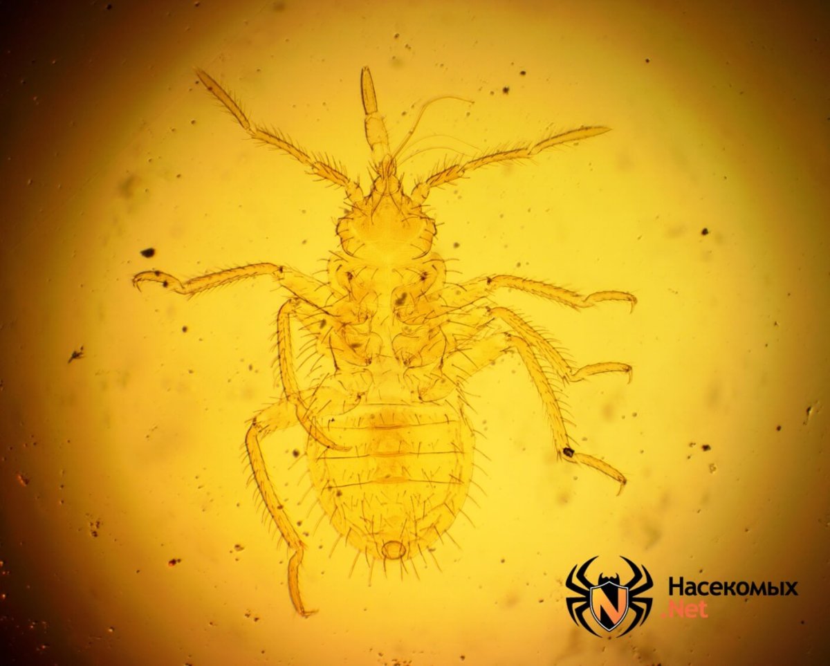 Постельный клоп Cimex lectularius (личинки, нимфы)