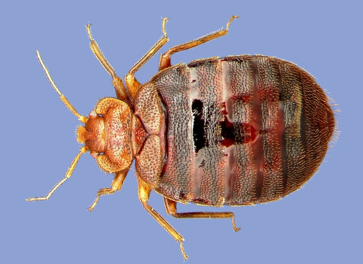 Клопы Cimex lectularius