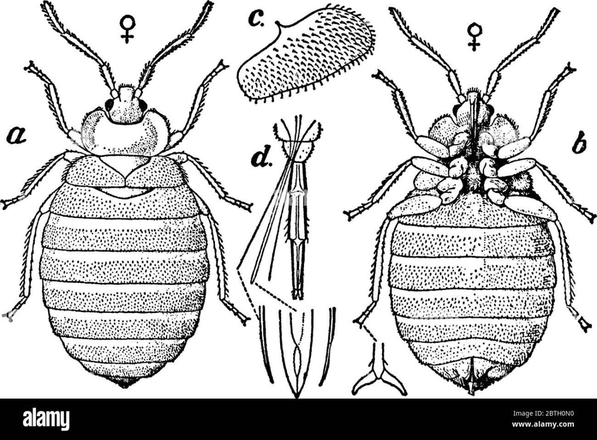 Личинки матрасных клопов