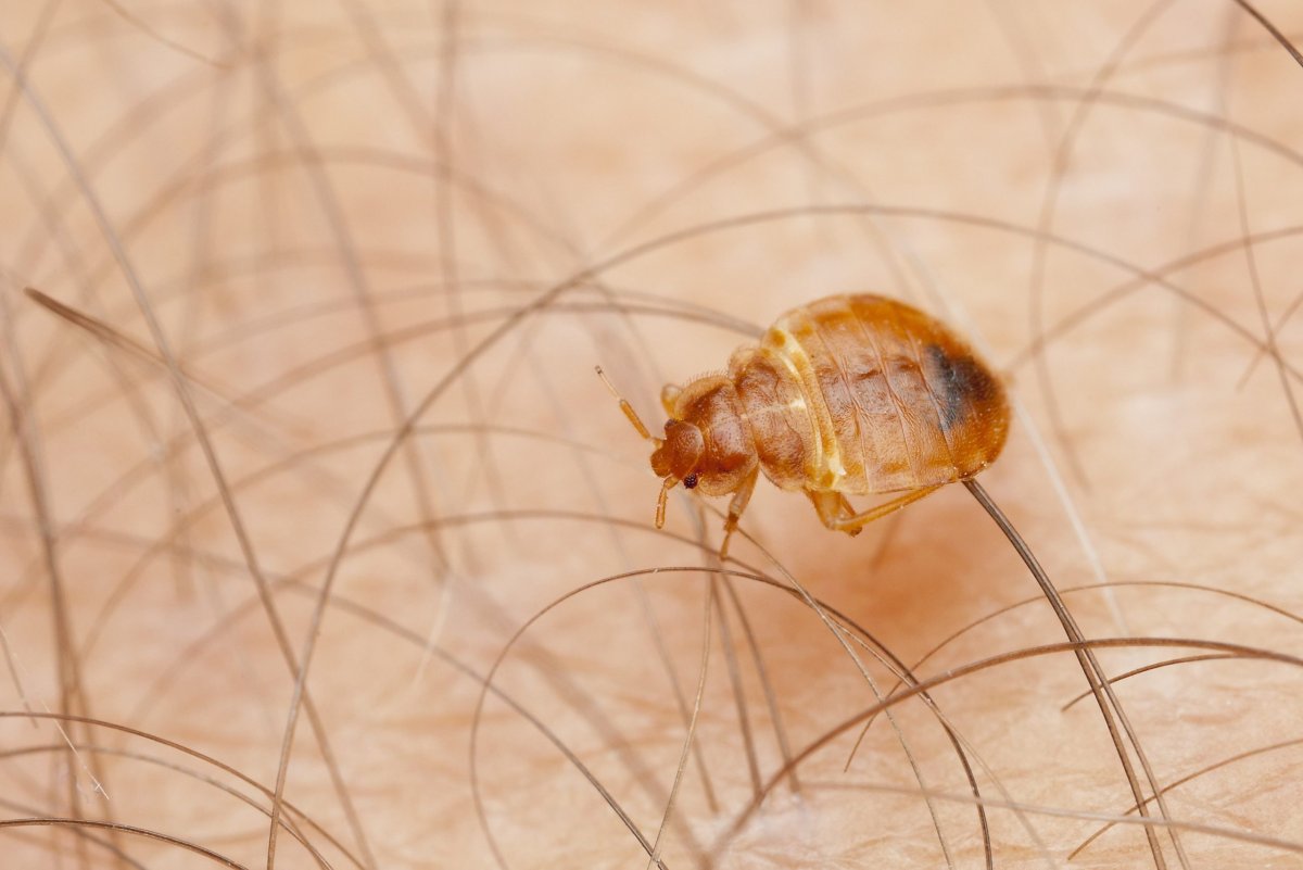 Личинки клопов на стене