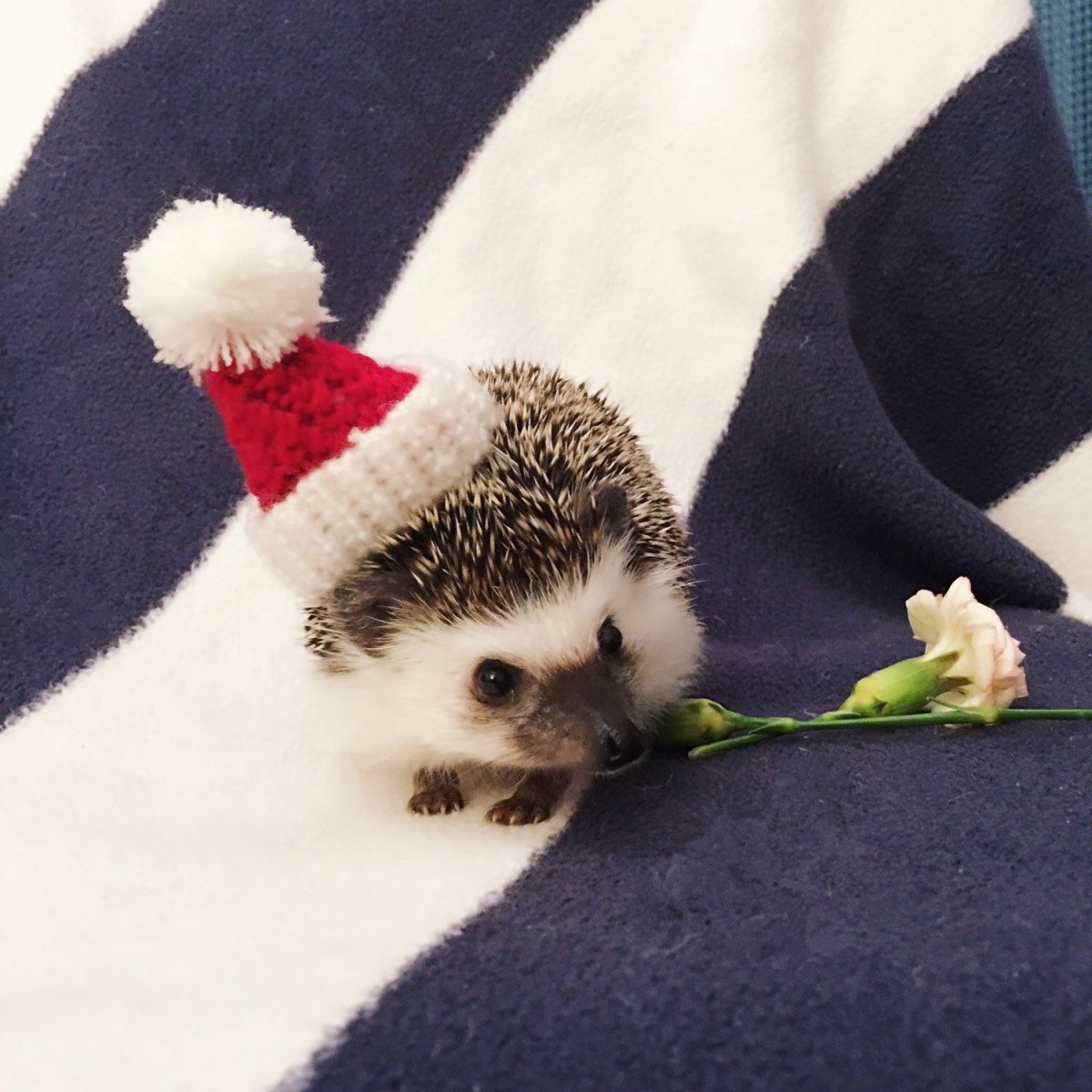 Милый Ежик в шапочке