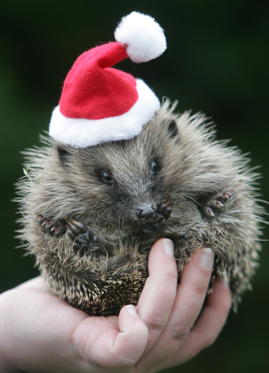 Животные в новогодних шапочках