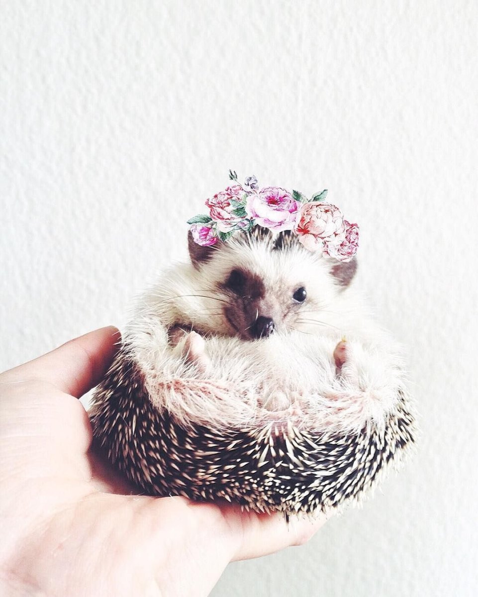 Пушистый Ежик