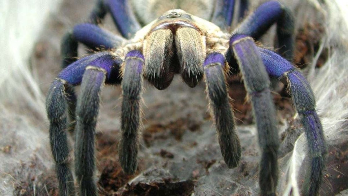 Арагог паук Австралия