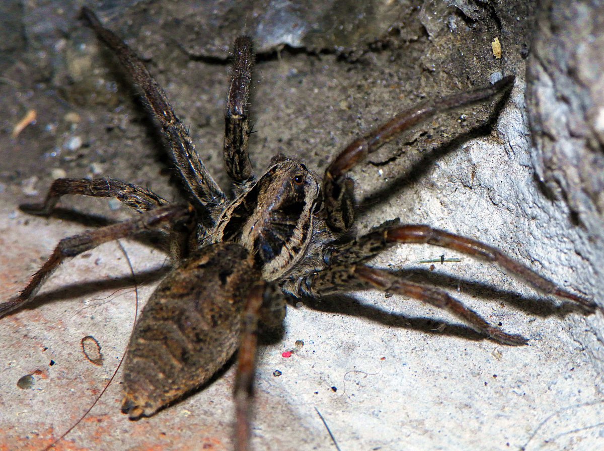 Южнорусский Тарантул крестовик