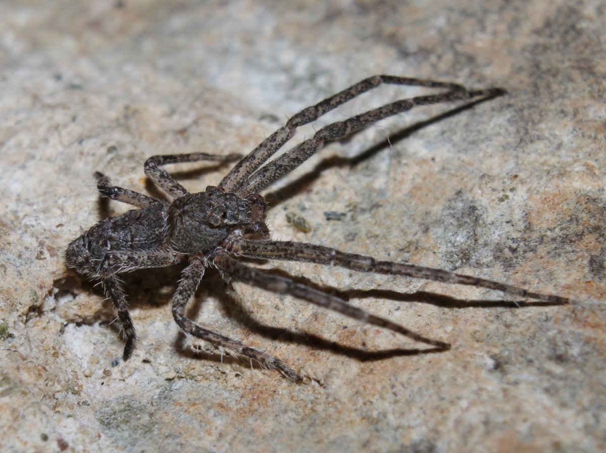 Тарантул паук волк