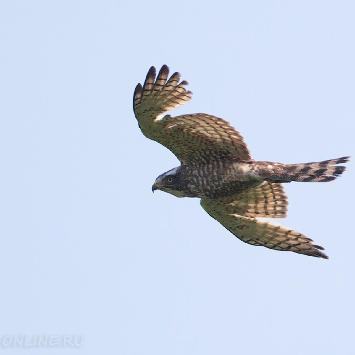 Ястребиный Сарыч