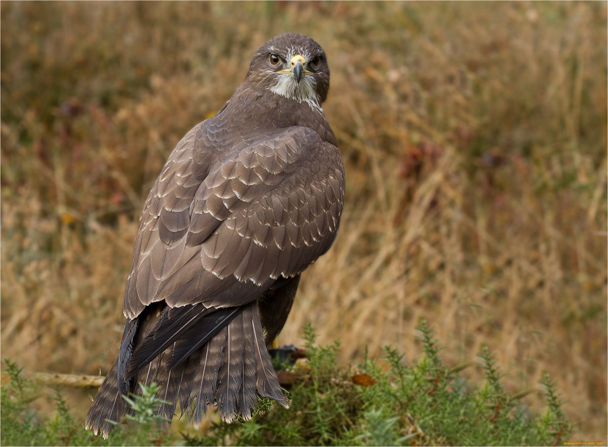 Ястреб канюк Орел