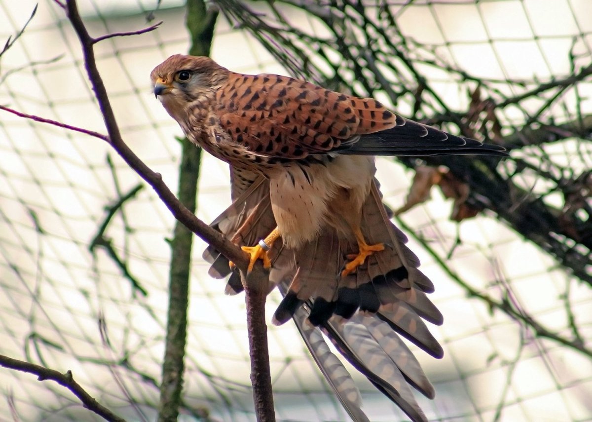 Сокол канюк