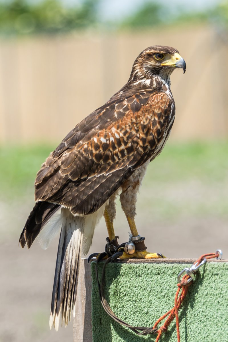 Ястреб краснохвостый Сарыч