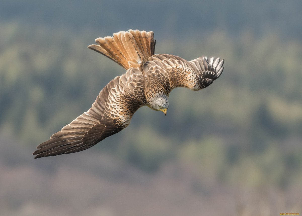 Хищная птица хвост галочкой