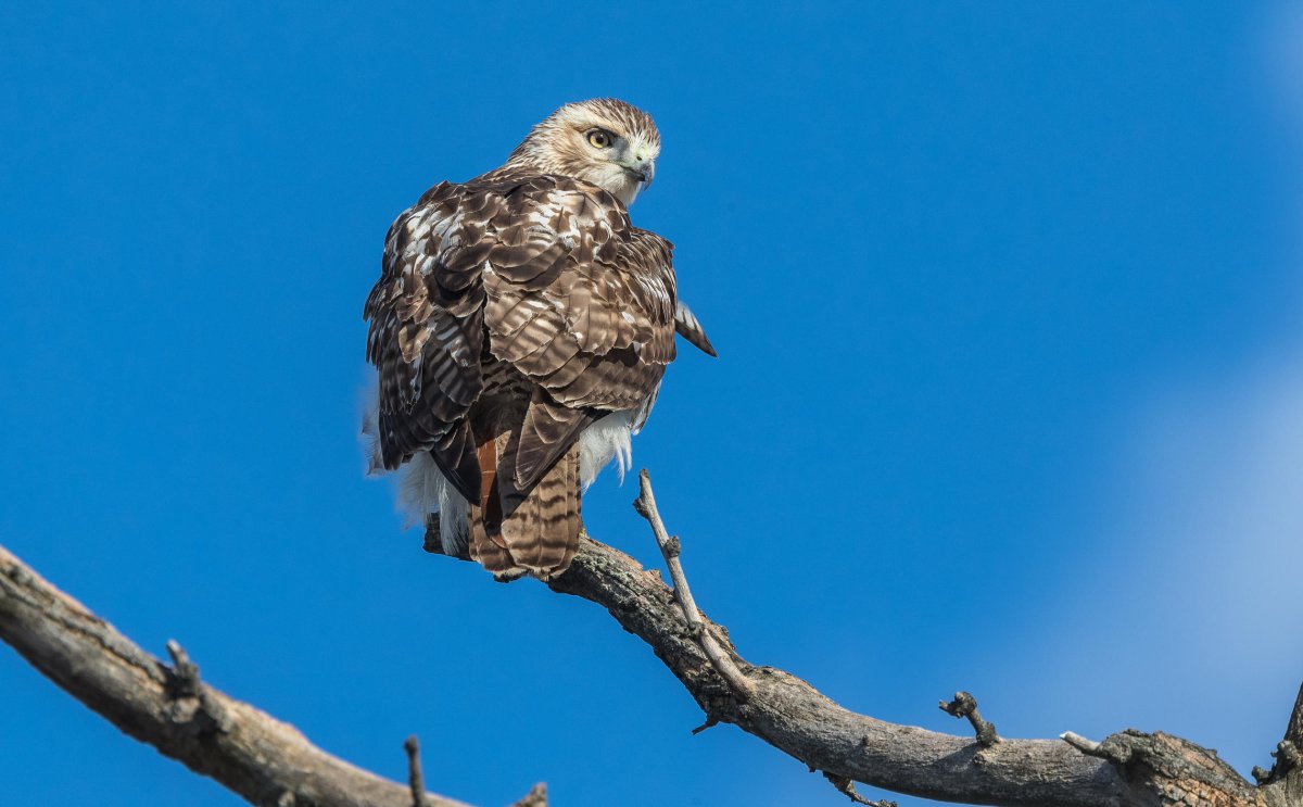 Ширококрылый ястреб