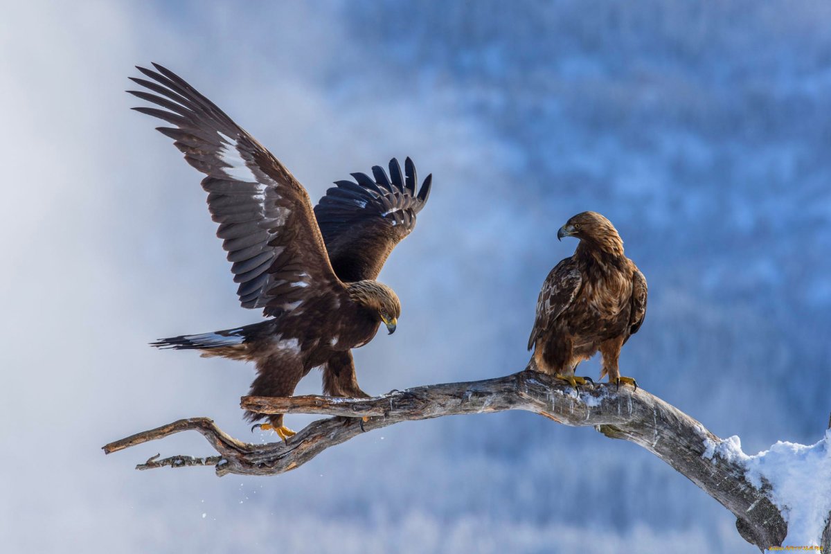 Орлан Орел Коршун