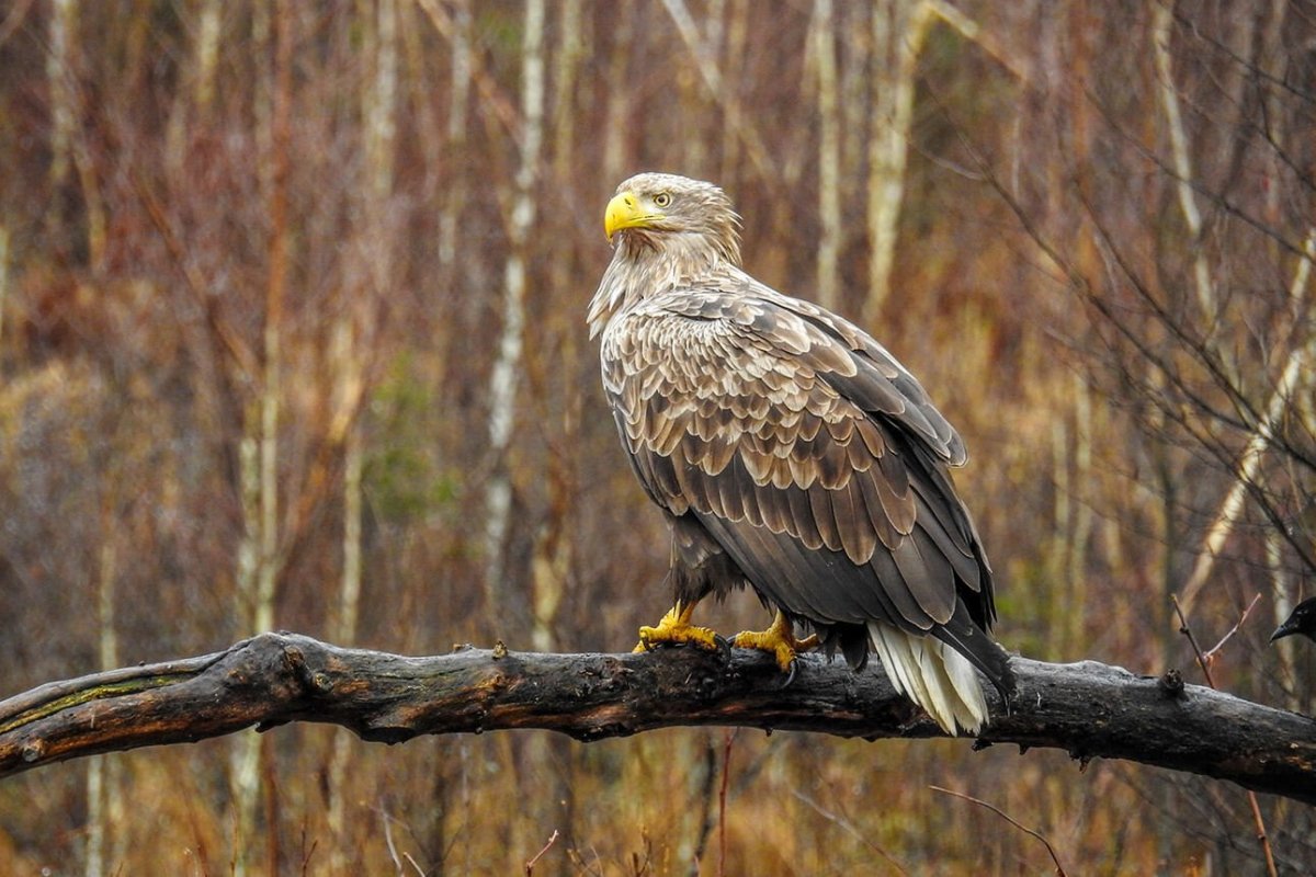 Белый Орлан