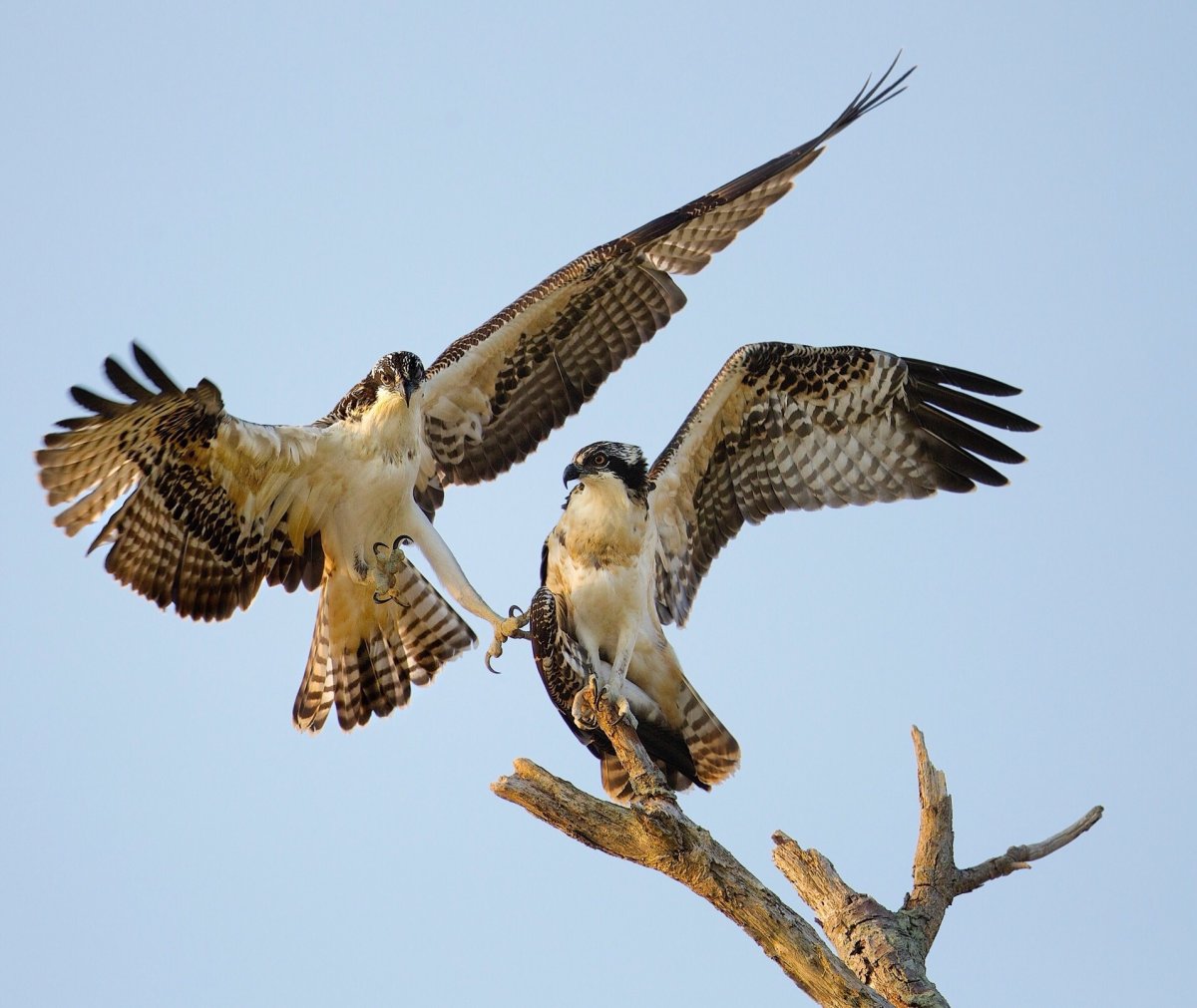 Хищные птицы Юга Приморского края