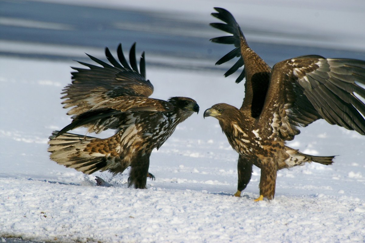 Дарвинский заповедник Беркут
