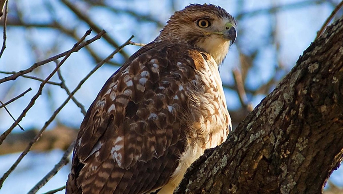 Ястреб краснохвостый Сарыч