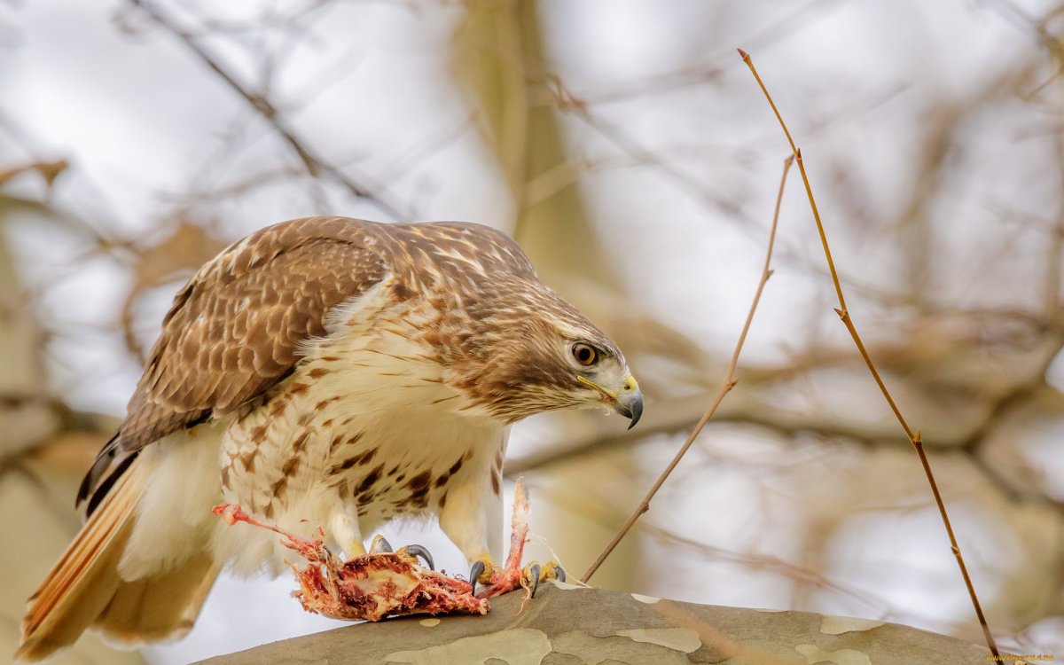 Лунь канюк тетеревятник