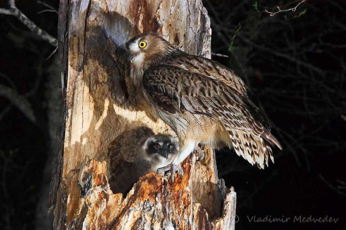 Сихотэ-Алинский заповедник рыбный Филин