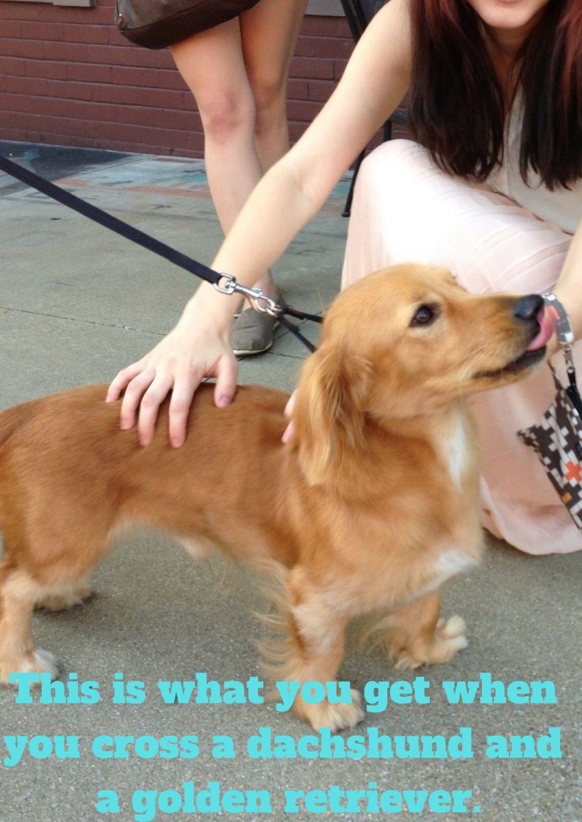 Метис таксы и спаниеля