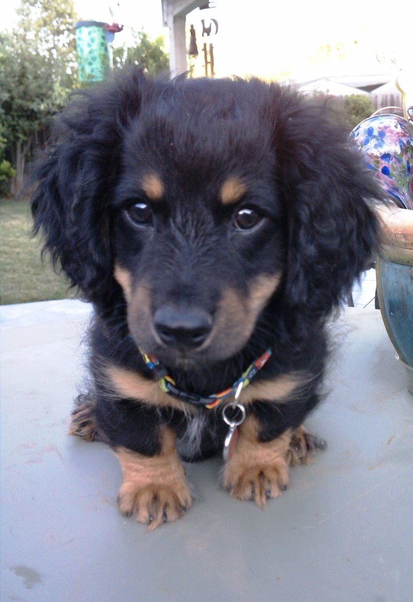 Кокер спаниель мини