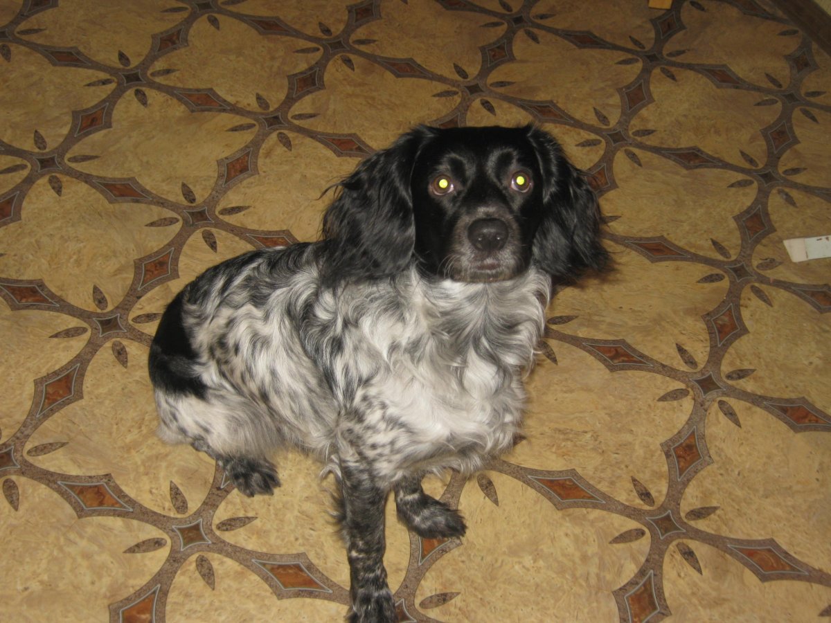 Спаниель гладкошерстный черный