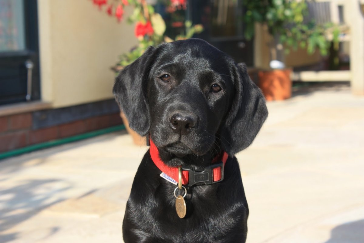 Ирландский сеттер и такса