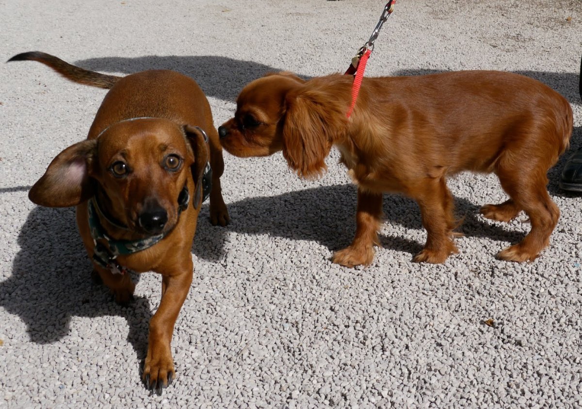 Помесь таксы и лабрадора