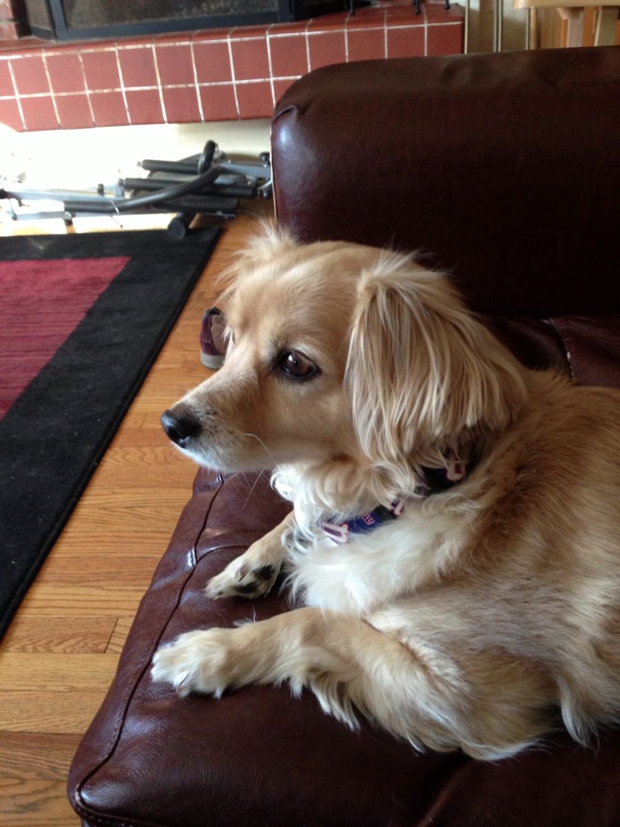 Кинг Чарльз спаниель помесь