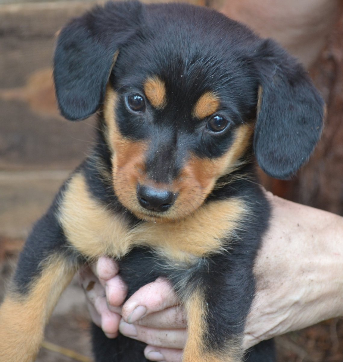 Кокер спаниель с таксой