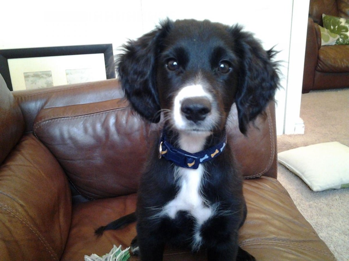 Метис кокер лабрадор