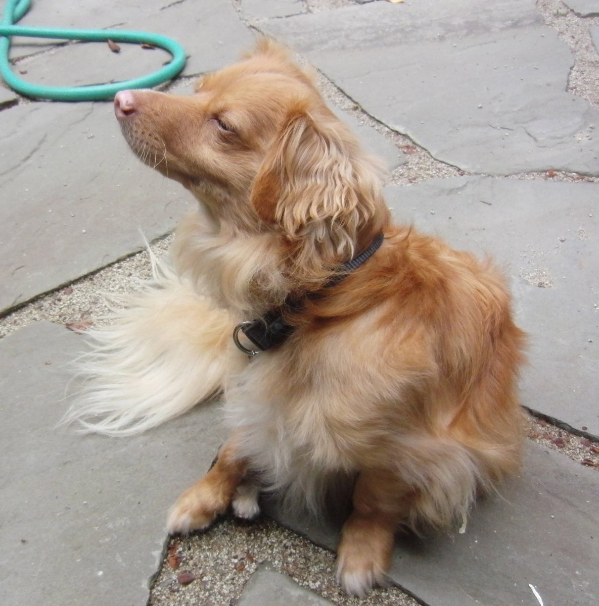 Кокер спаниель помесь с таксой