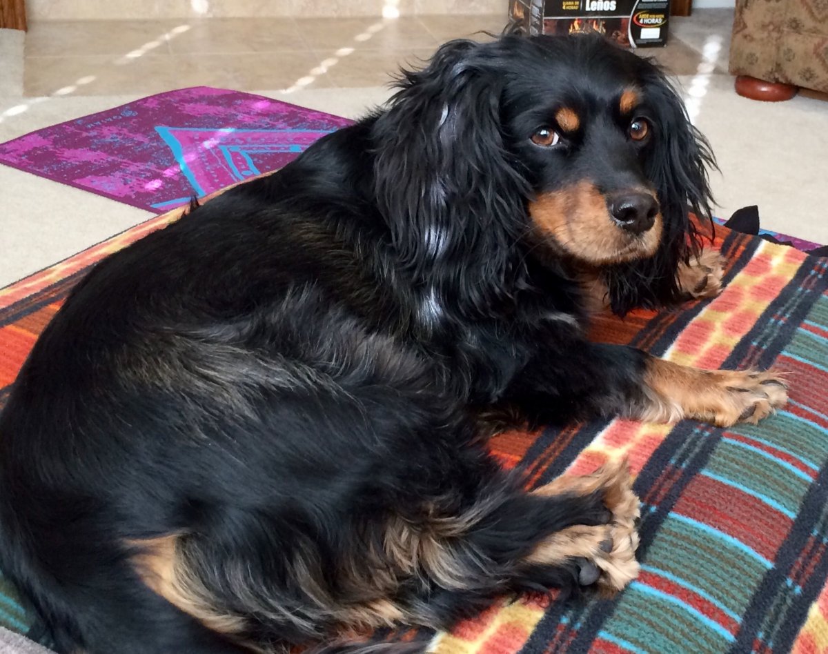 Кокер спаниель с таксой