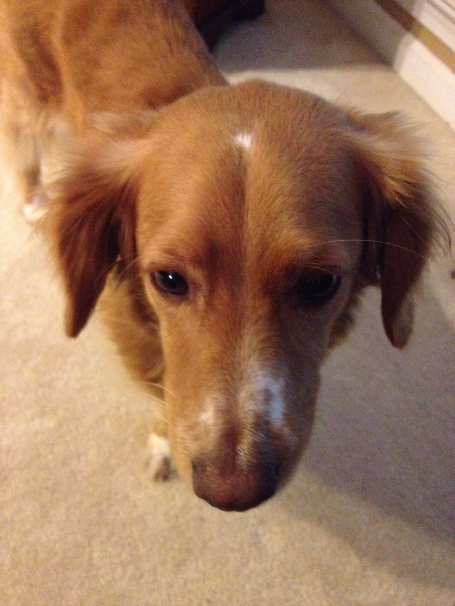 Такса длинношерстная черная