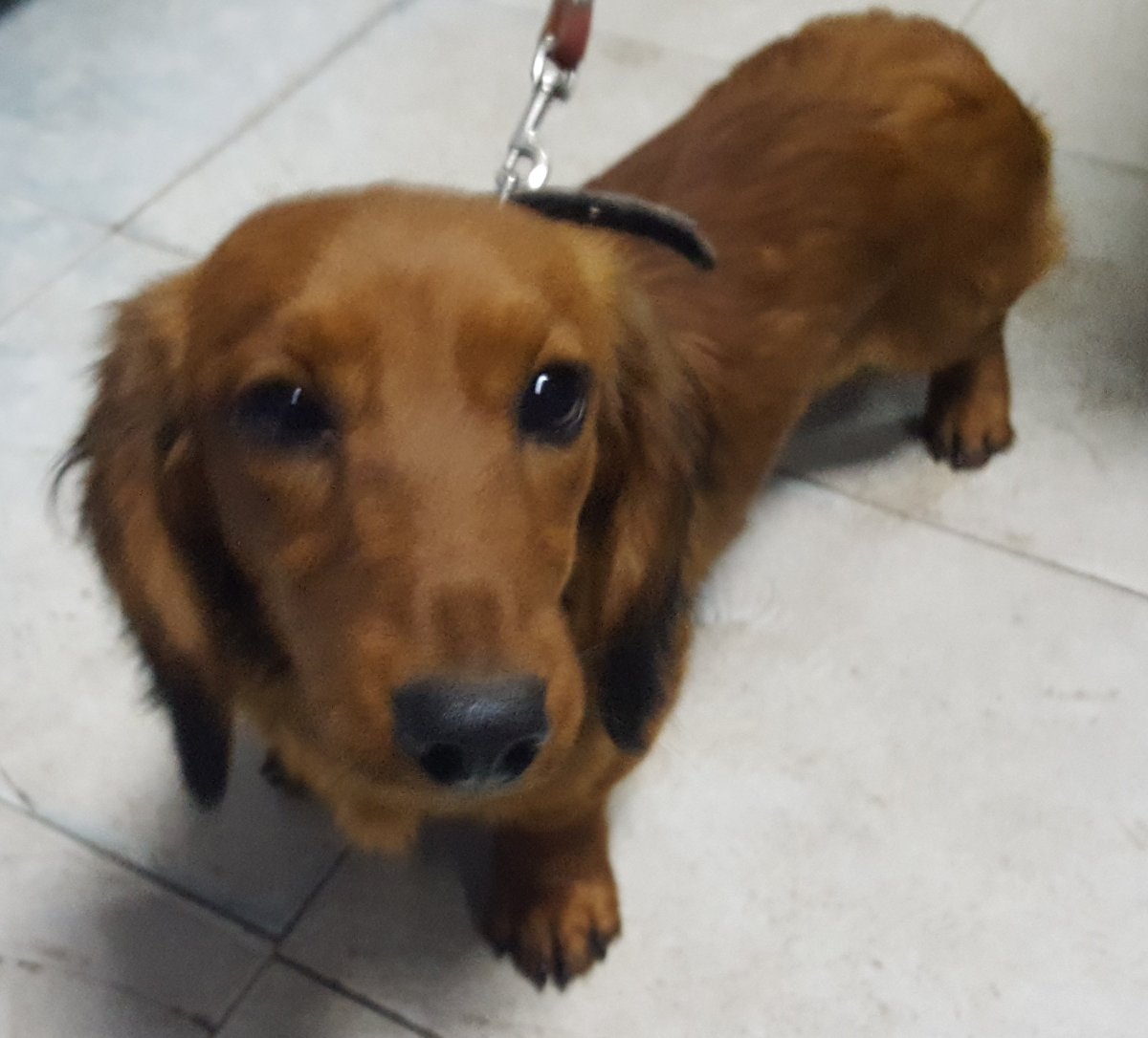 Русский охотничий спаниель