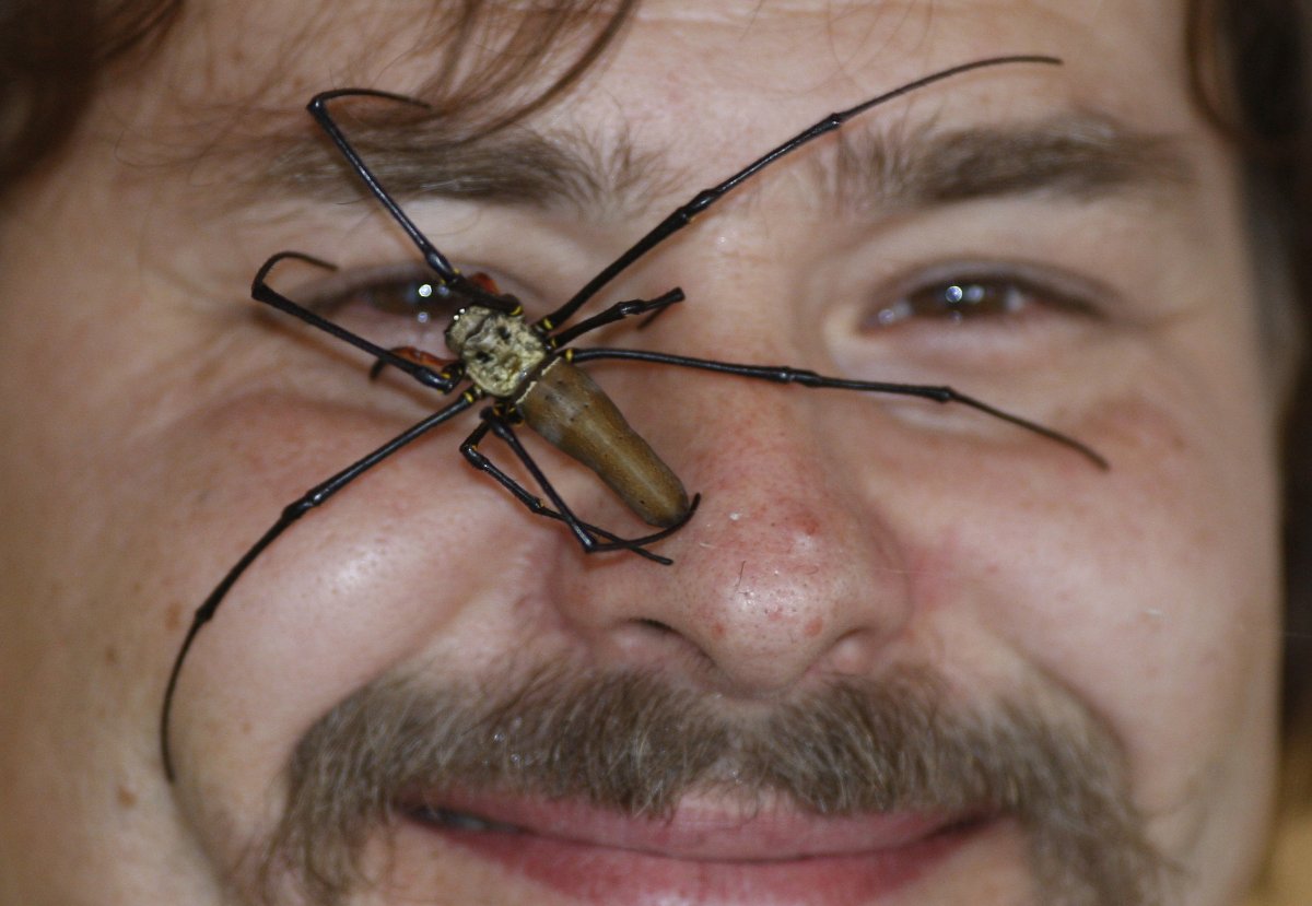 Страшные насекомые Австралии