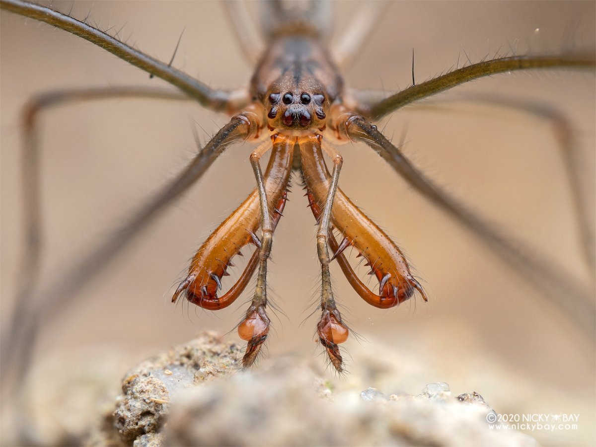Паук тетрагнатид