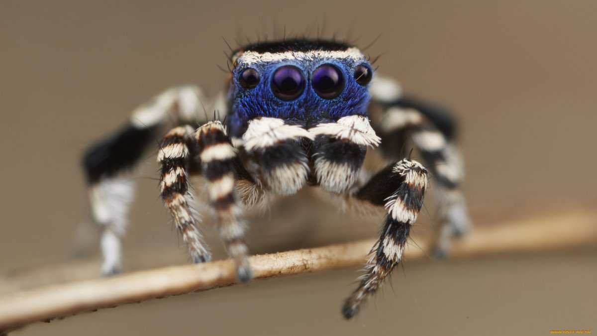 Паук прыгунчик