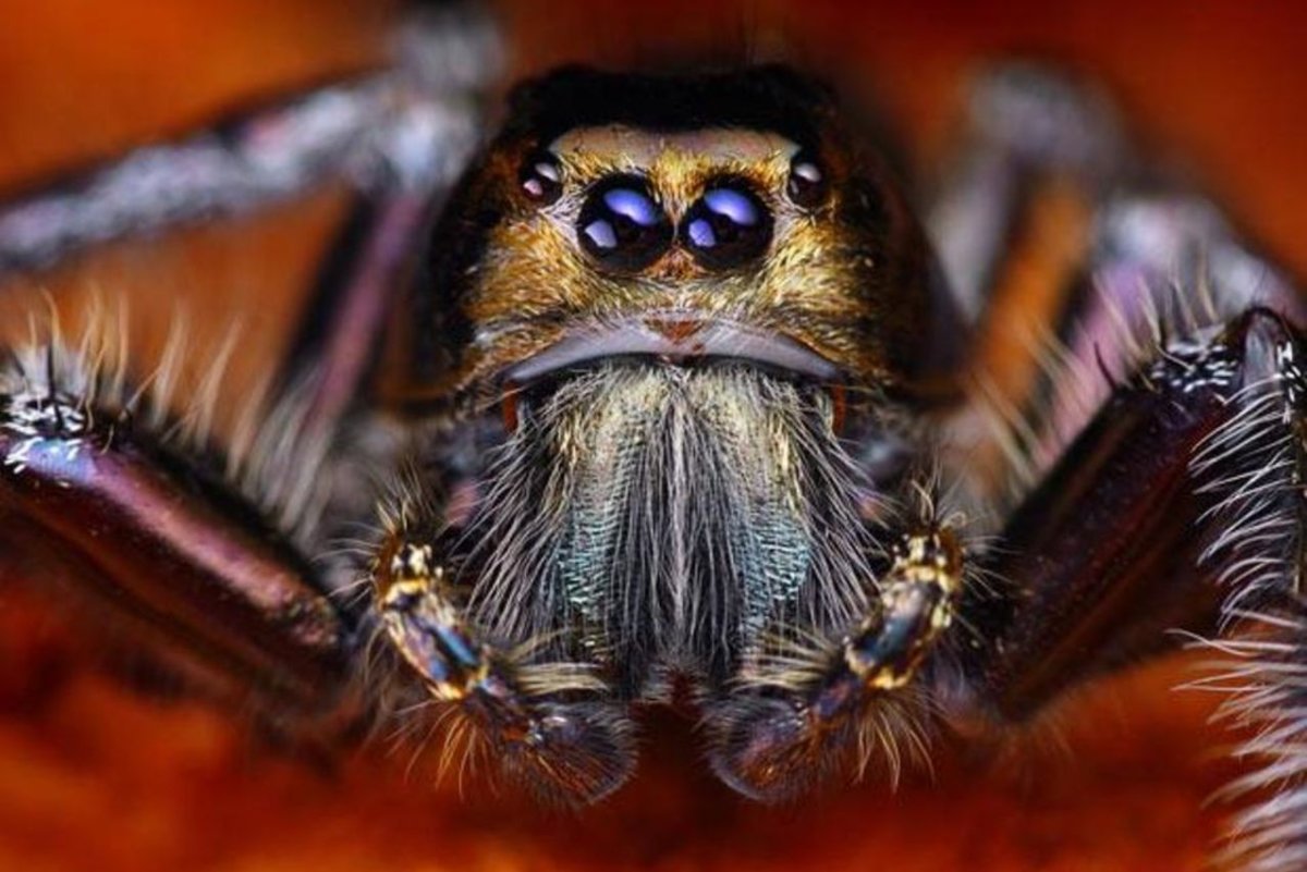 Экзотические пауки