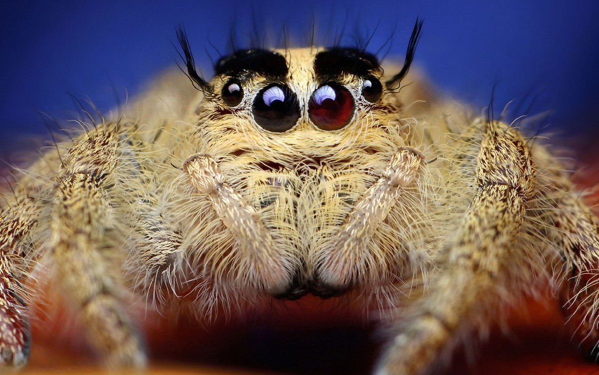 Паук вблизи