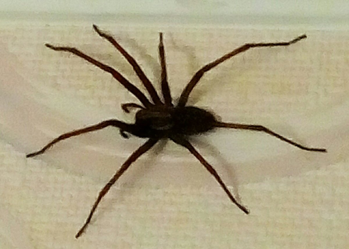 Пауки с усиками домашние