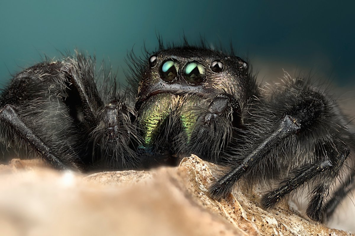 Паук мухоед