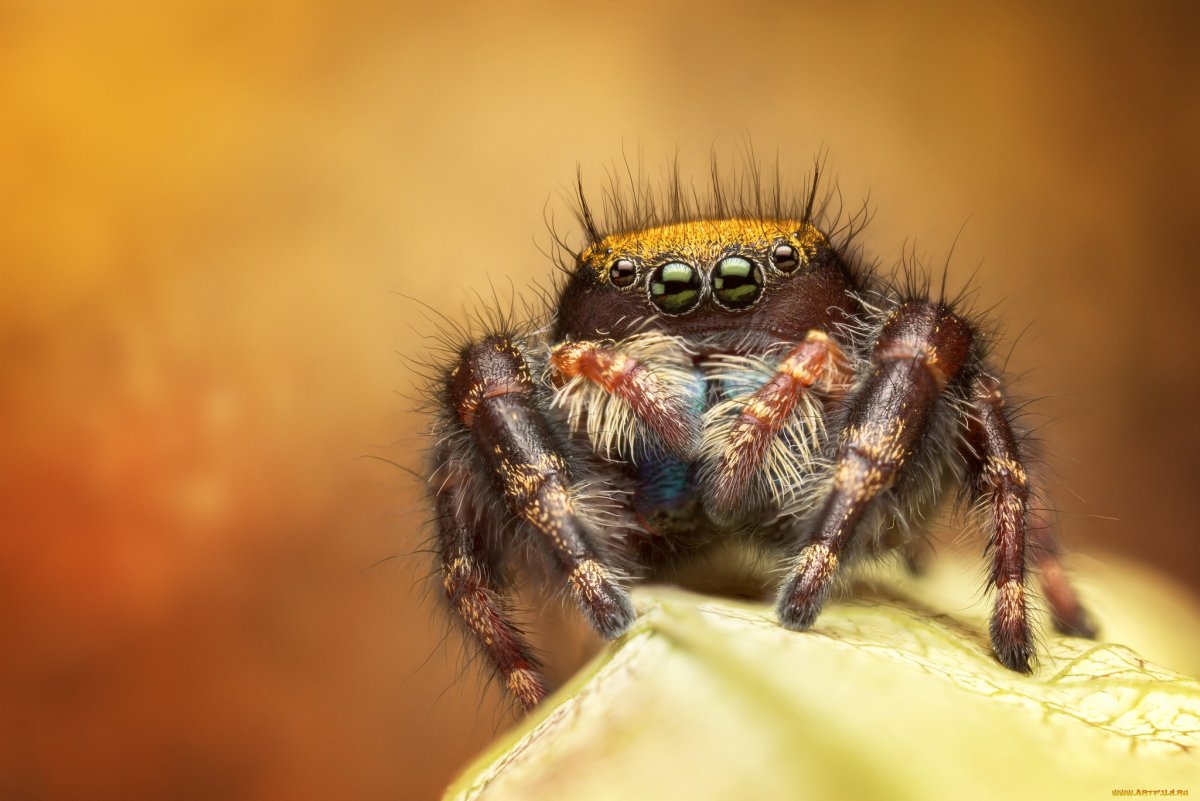 Бородатый паучок