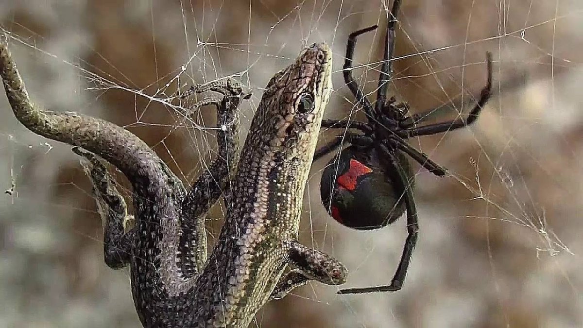 Черная вдова паук